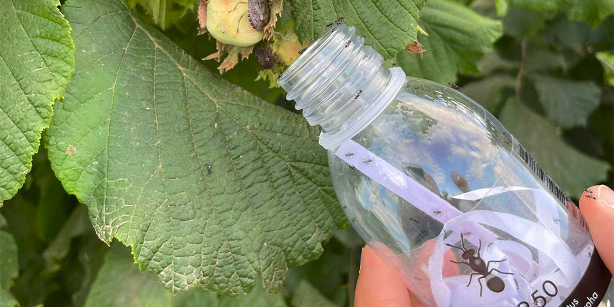 Cimice asiatica: task force con 72 mila insetti antagonisti